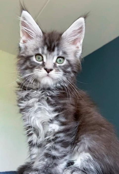 Котята мейнкун мальчики все