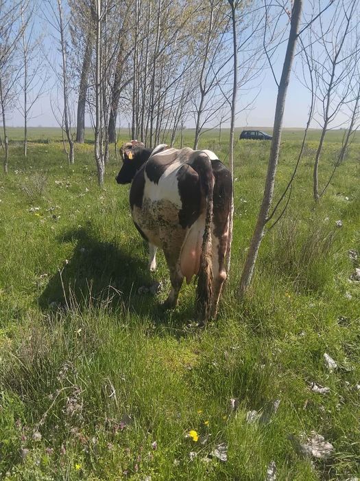 De vânzare 2 vaci bune de lapte una dintre ele are o vițică după ea preț pe toate 170 de milioane negociabil mai multe detalii an privat