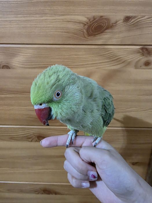 Ожереловые попугаи | Ojereloviy tòtilar para