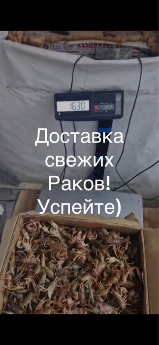 Свежие раки новое поступление, успейте)