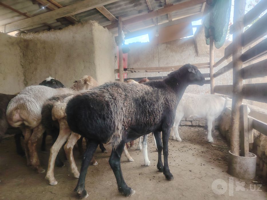 Qo'ylar holati alo darajada