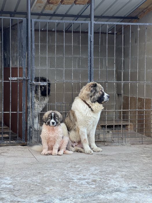 Кавказка овчарка