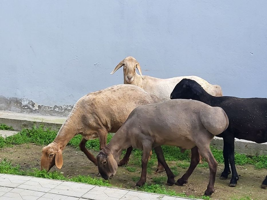 Кузи кучкор ва солулар