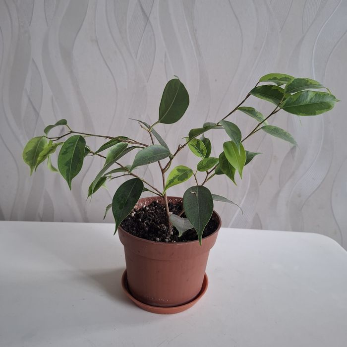 Продам цветок фикус