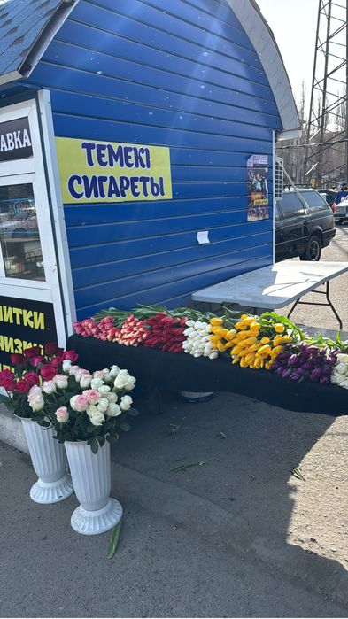 Тюльпаны на 8 марта оптом и в розницу