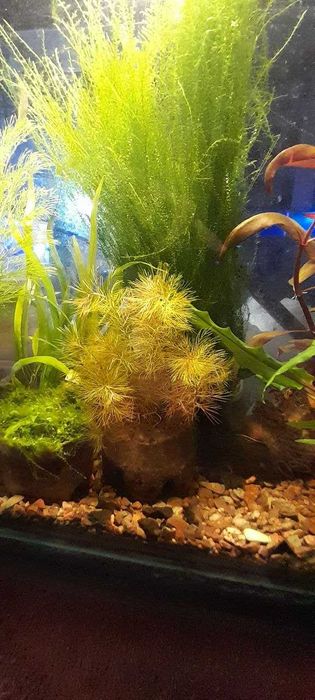 аквариумные растения