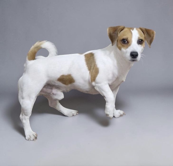 Вязка джек рассел с родословной