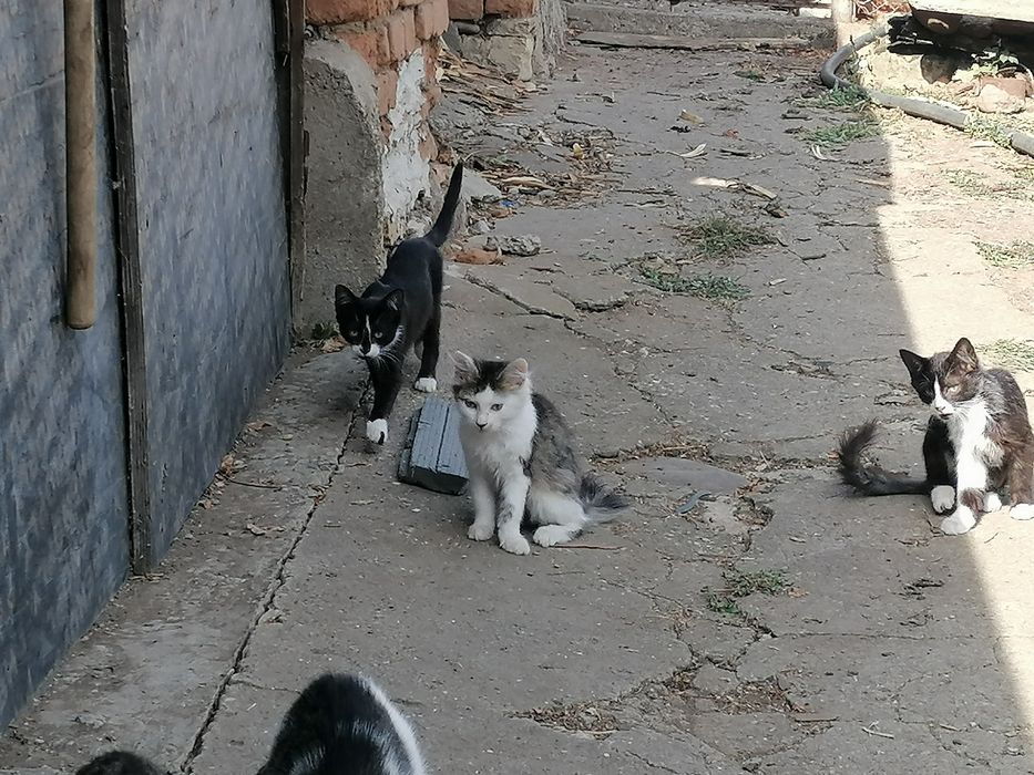 СПЕШНО. Подаряваме котенца