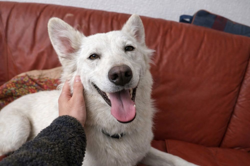 Очаровательная собака в поисках семьи