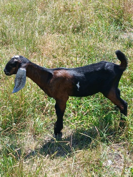 Tapisor anglonubian