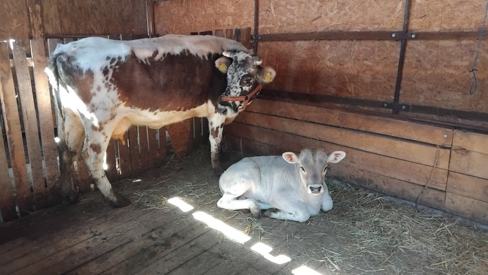 Vând vaca cu vitel tauras