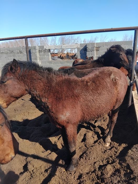 Жирные тайчики с откорма