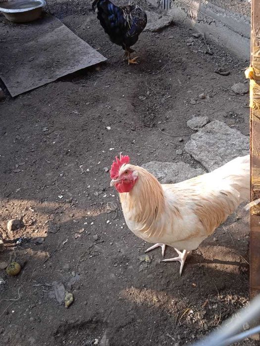 Петухи домашние молодые