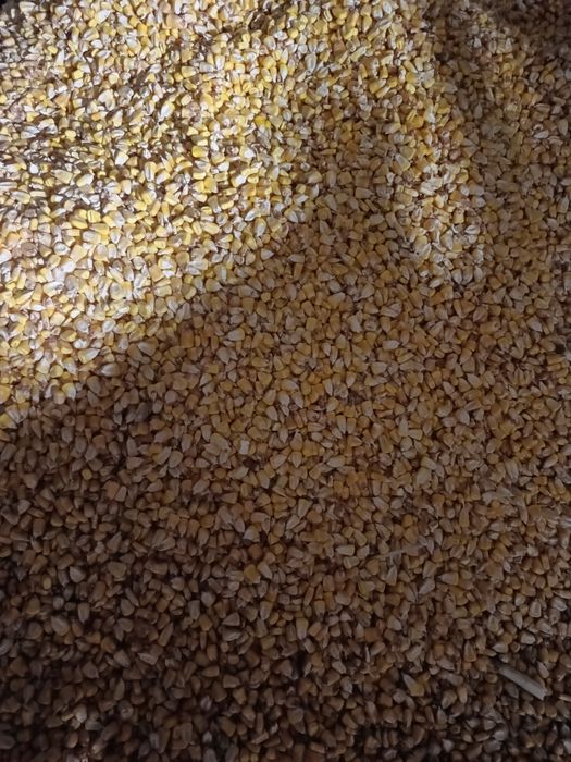 Porumb boabe de vanzare