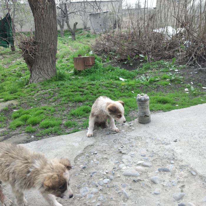 Yoqimtoy tartibli kuchuk bolalari.  Bepul Hadya qilinadi