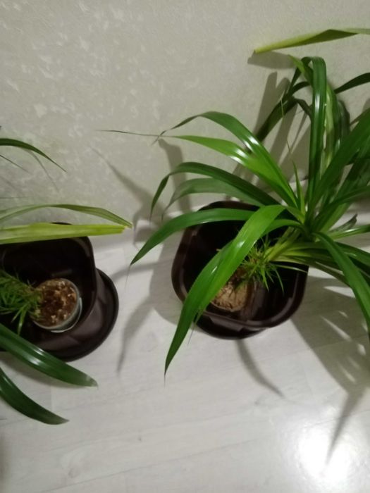 Продаю большие ростки.