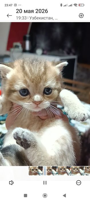 Продаются срочно! Шотландские котята с окрасом  золотая шиншилла ny 11