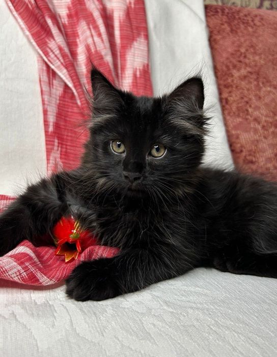 Котята породистые! Пристраиваются котята помесь русской голубой