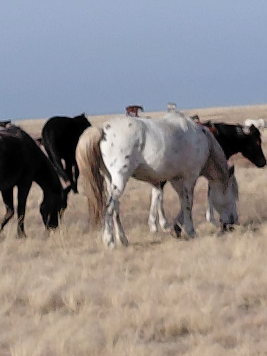 Айгыр 5 лет 700000тыс