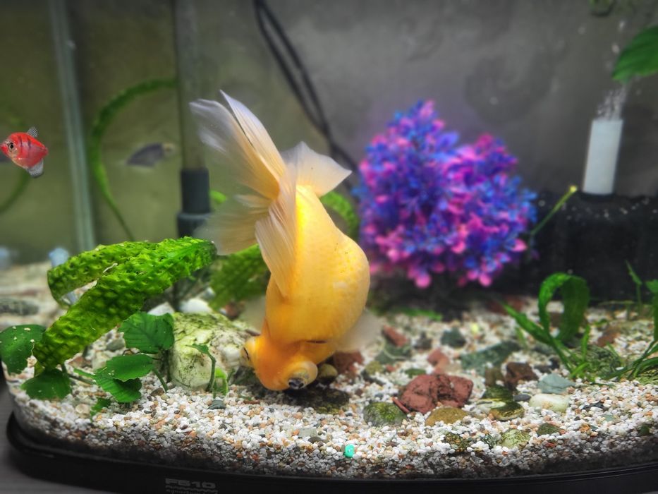 Золотая рыбка телескоп