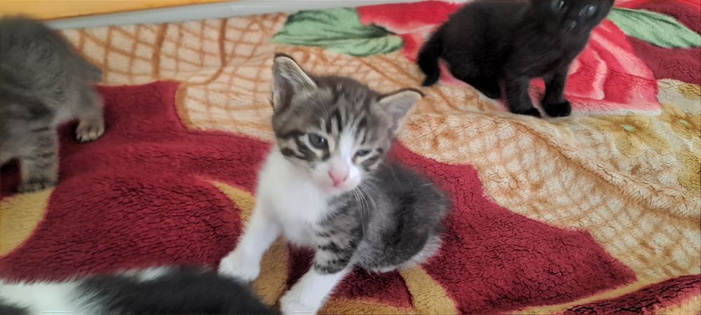 Котята 2 месяца 4шт