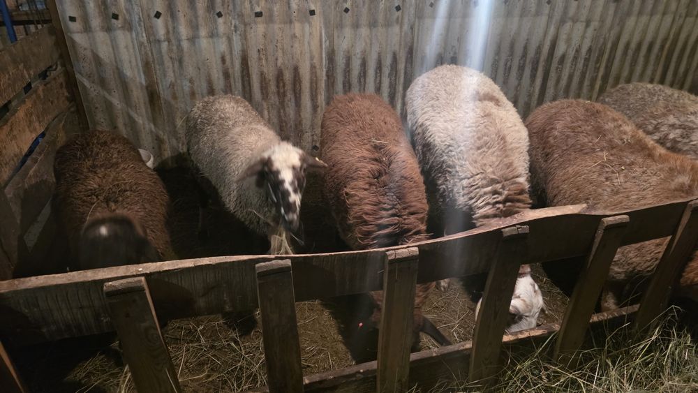 Кошкар, бараны,  овцы