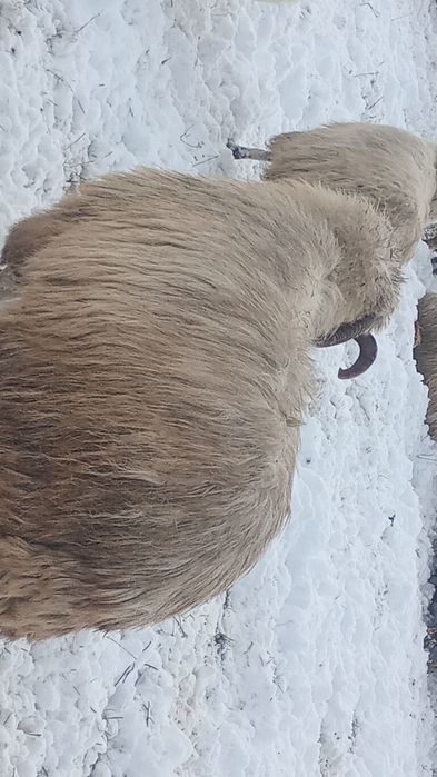 Vând berbec Țurcan oacheș