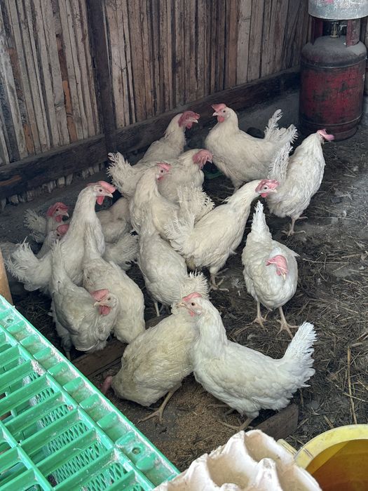 Куры несушки белые