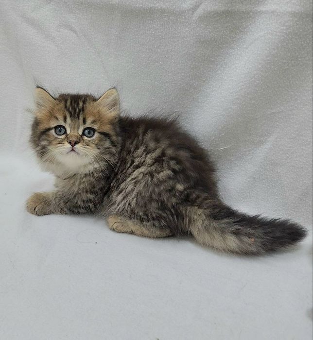 шотландский Скоттиш страйт мальчик
