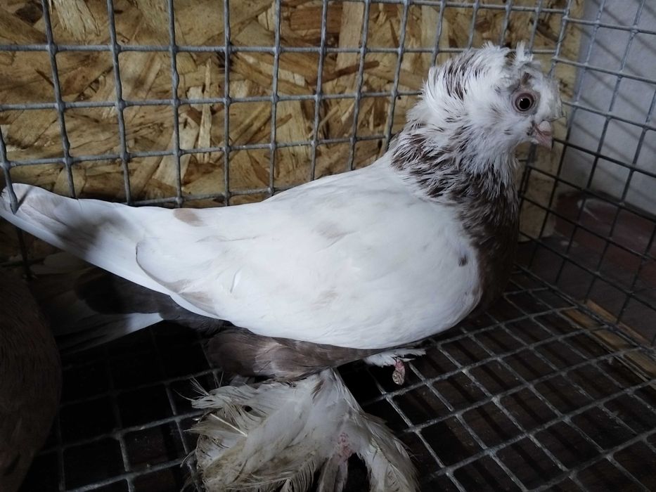 Продам голубей...