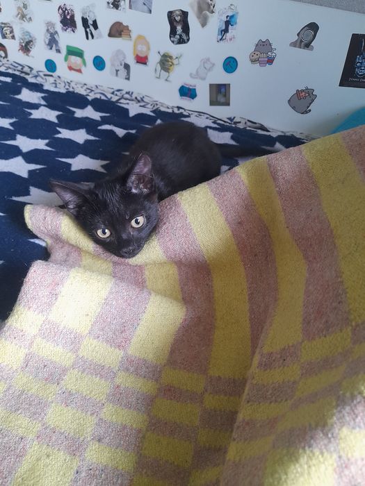 Бесплатно отдаём котенка