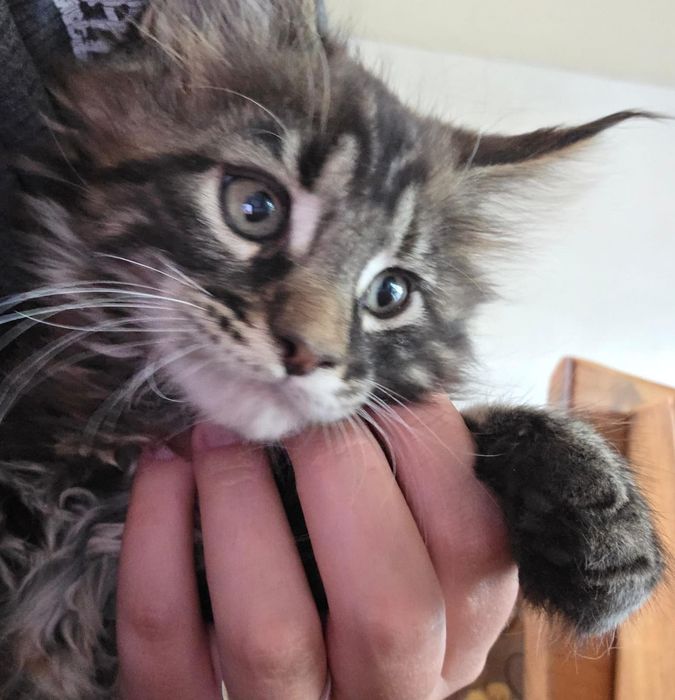 Мейнкун котята 2 месяца