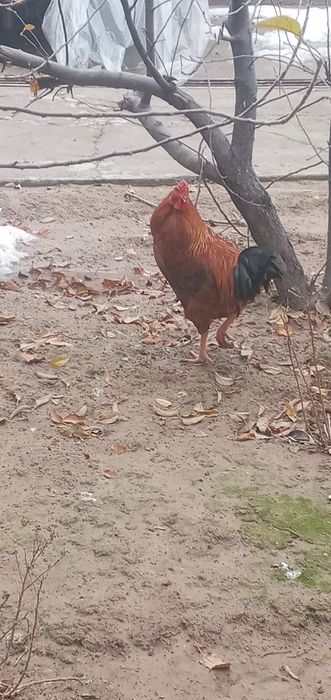 Xòroz tovuqlar sotiladi