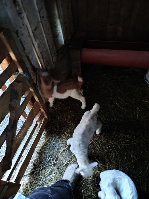 Capre cu iezi și fără iezi