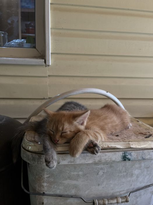 Отдам котят в добрые руки