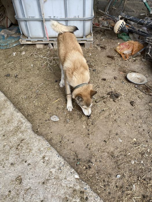 Лайка сыңарымен сатылады