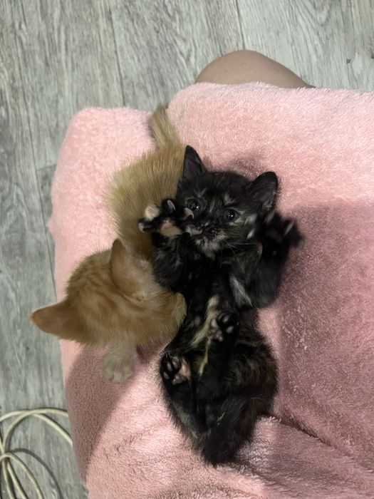 Отдам кошечку в добрые руки!