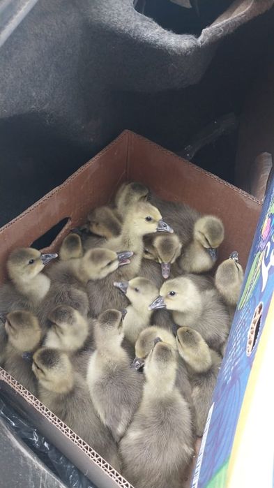 В наличии гусята, серые крупные 10 дней, 2800 тг