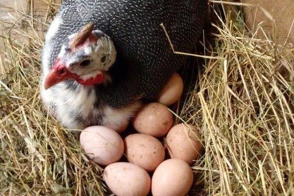 Продам яйца цецарок или обмен на канареек