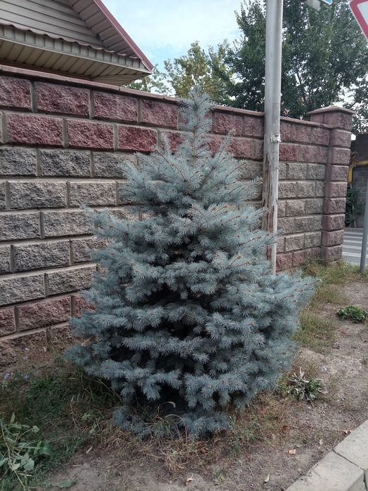 Ель голубая польская