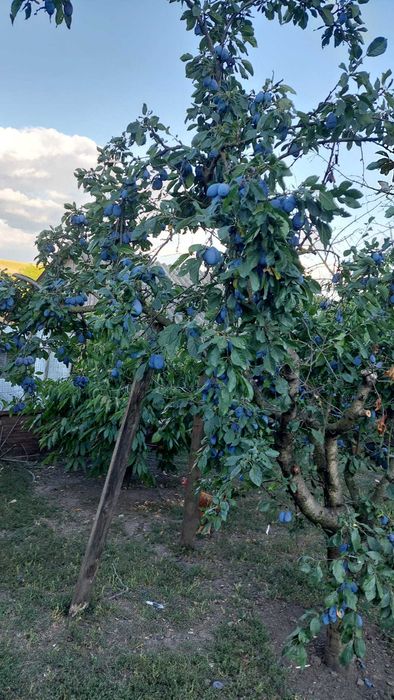 Prune de vânzare