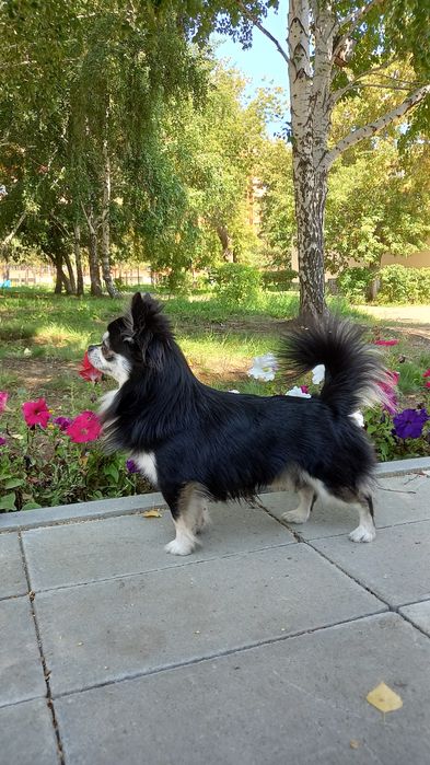 Кобели для вязки (чихуахуа)