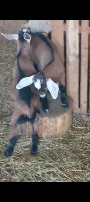 Capra alpina franceza cu 2 iezi