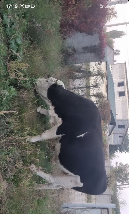 Бык 3 годик продаётся