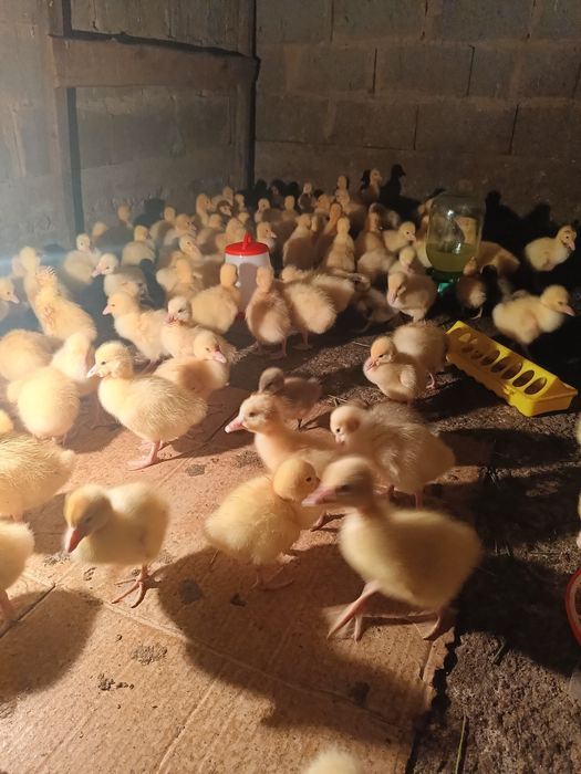 Продаю гусята крупные