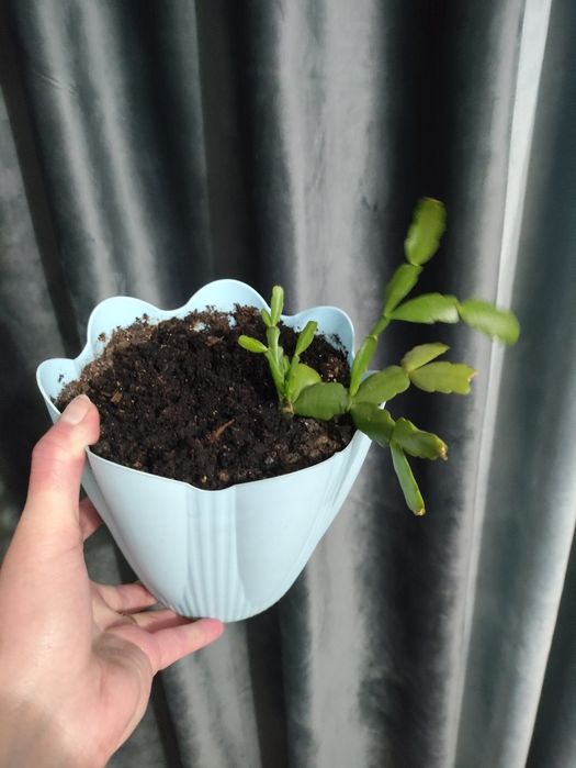 Зефирантес(подснежник), абутилон