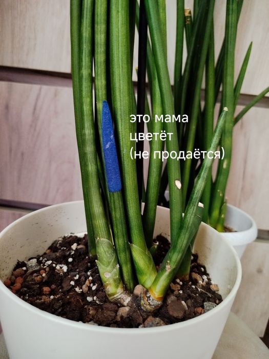 Комнатные  цветы