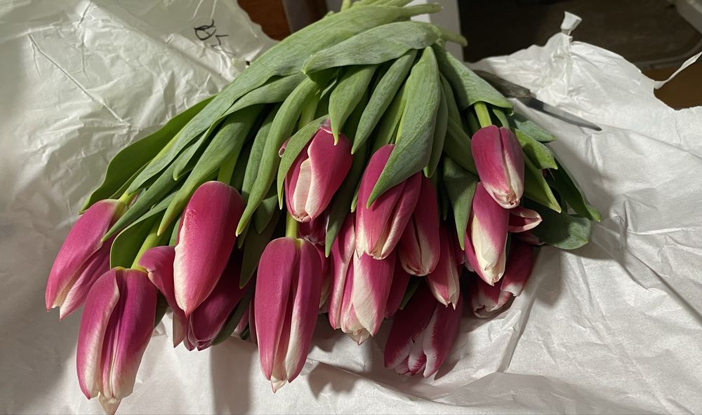 Луковицы голландских тюльпан