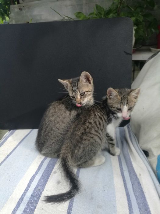 4 pisicute - adoptie