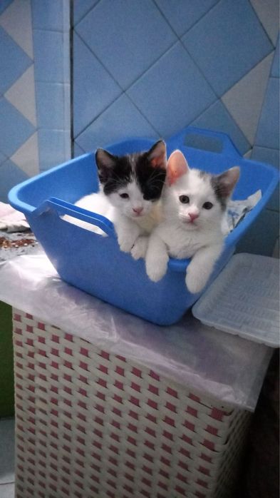 Продаются котята